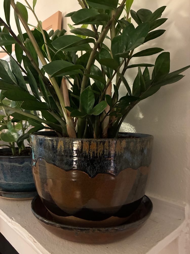Big beauty, a large planter thrown from 15 pounds of brown clay, its glazes dark blue-black over brown, with a matching saucer and a ZZ plant
