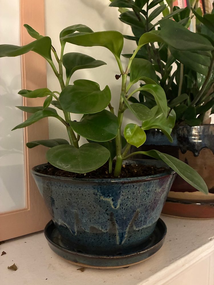 The macrocosmos planter, blue glaze on speckle clay with running drips and a matching saucer, holding a leafy green plant