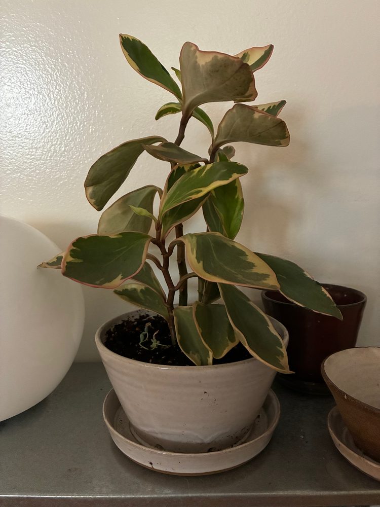 A simple white planter and matching saucer, holding a variegated plant